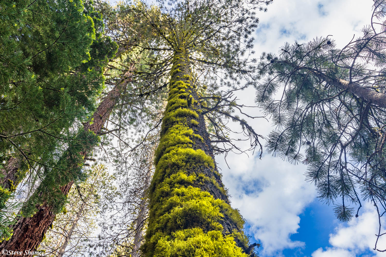 I like the thick lichen covered trees at Lassen National Park.