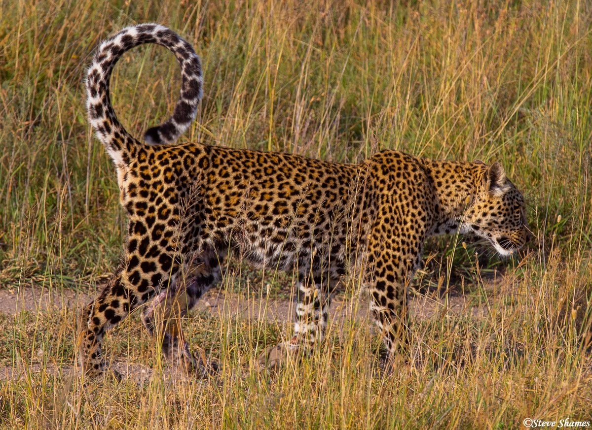 Curly tail leopard walking around the Serengeti in the middle of the day.