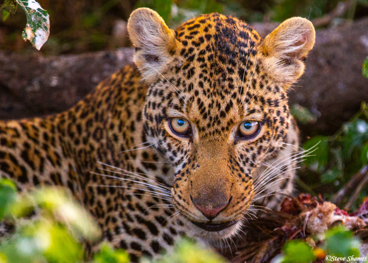 This leopard in the bush was eating a large bird. We think it might have been a vulture.