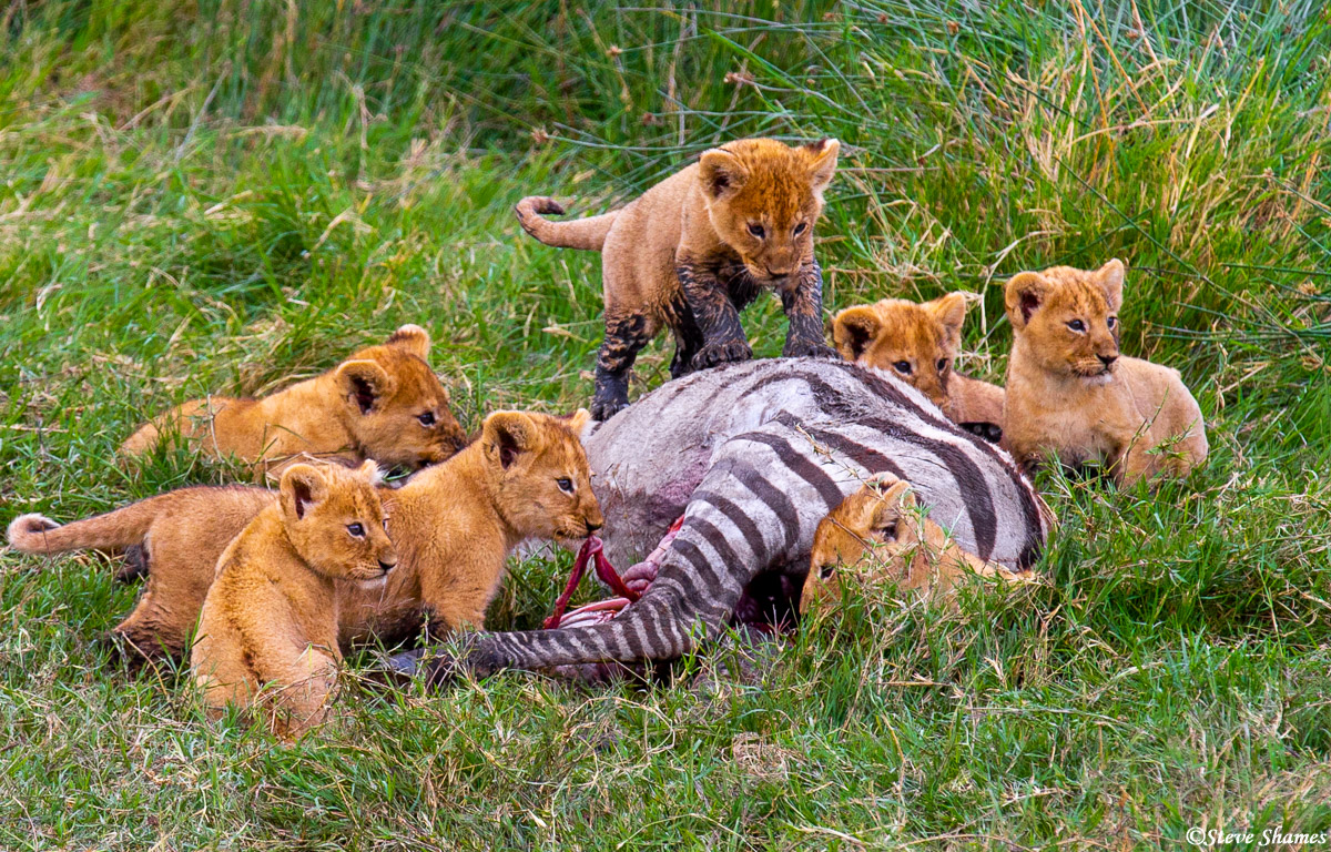 Our safari guide told us&nbsp;this might be the&nbsp;first taste of meat for these cubs. They are still small enough to be nursing...
