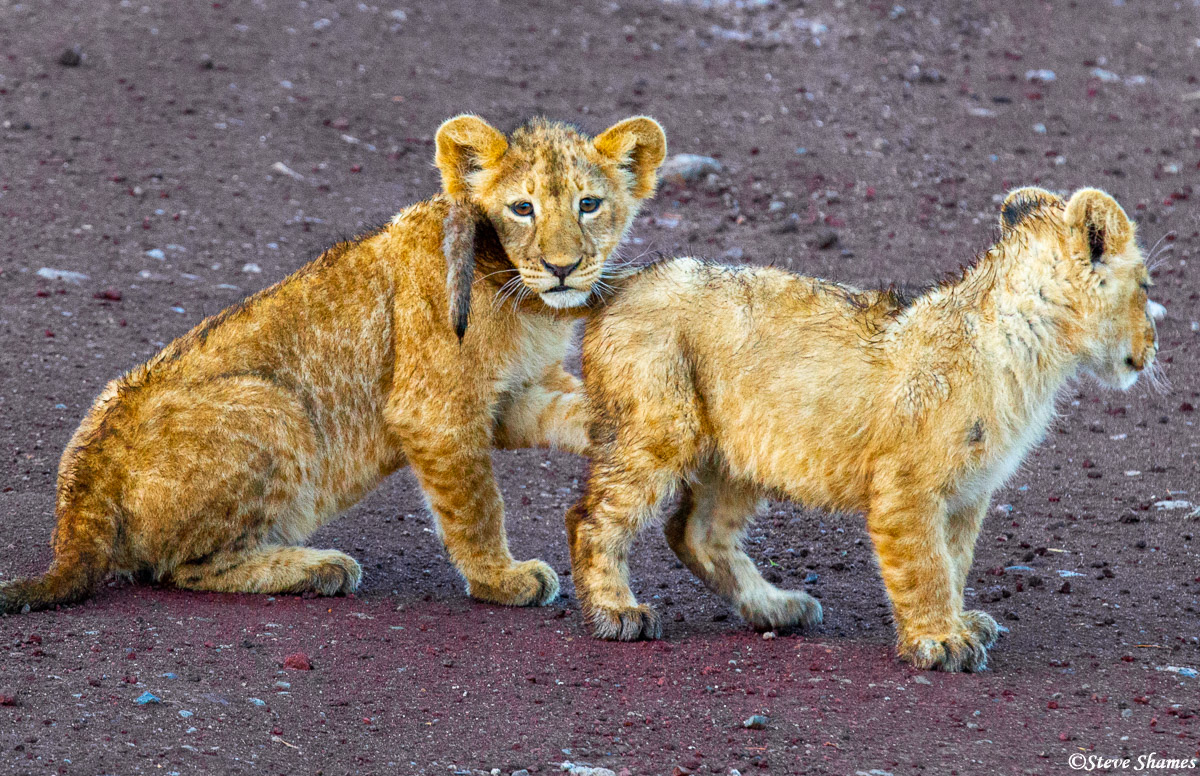 We really enjoyed watching these lion cubs.&nbsp;