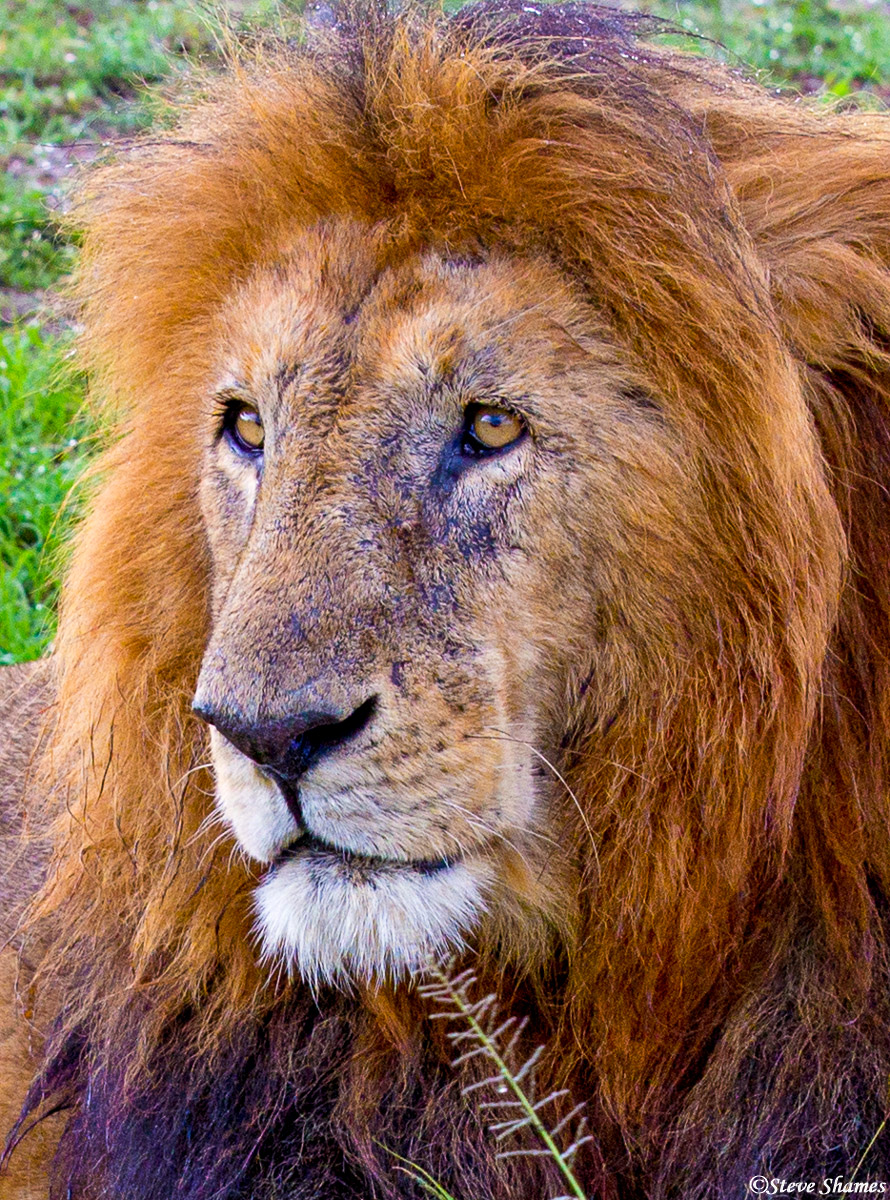 If close enough, I always like getting a close up portrait of the male lions.