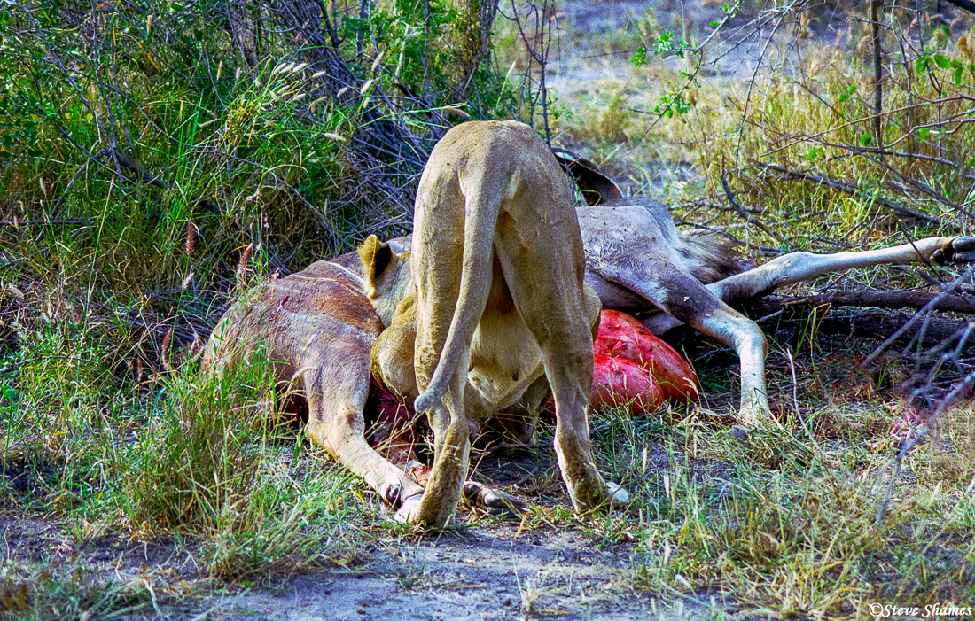 This lioness is really getting all she can out of this Kudu.