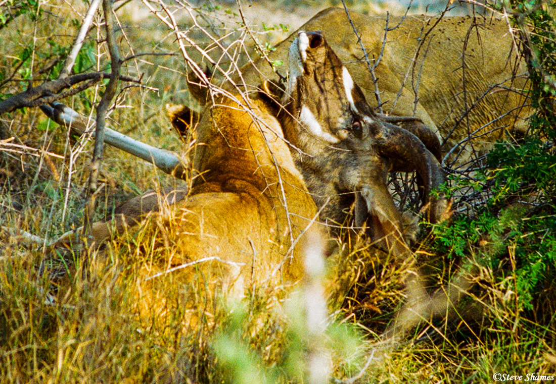 And then the lioness pounced! After some considerable thrashing and crashing in the bush, she brought it down and clamped onto...