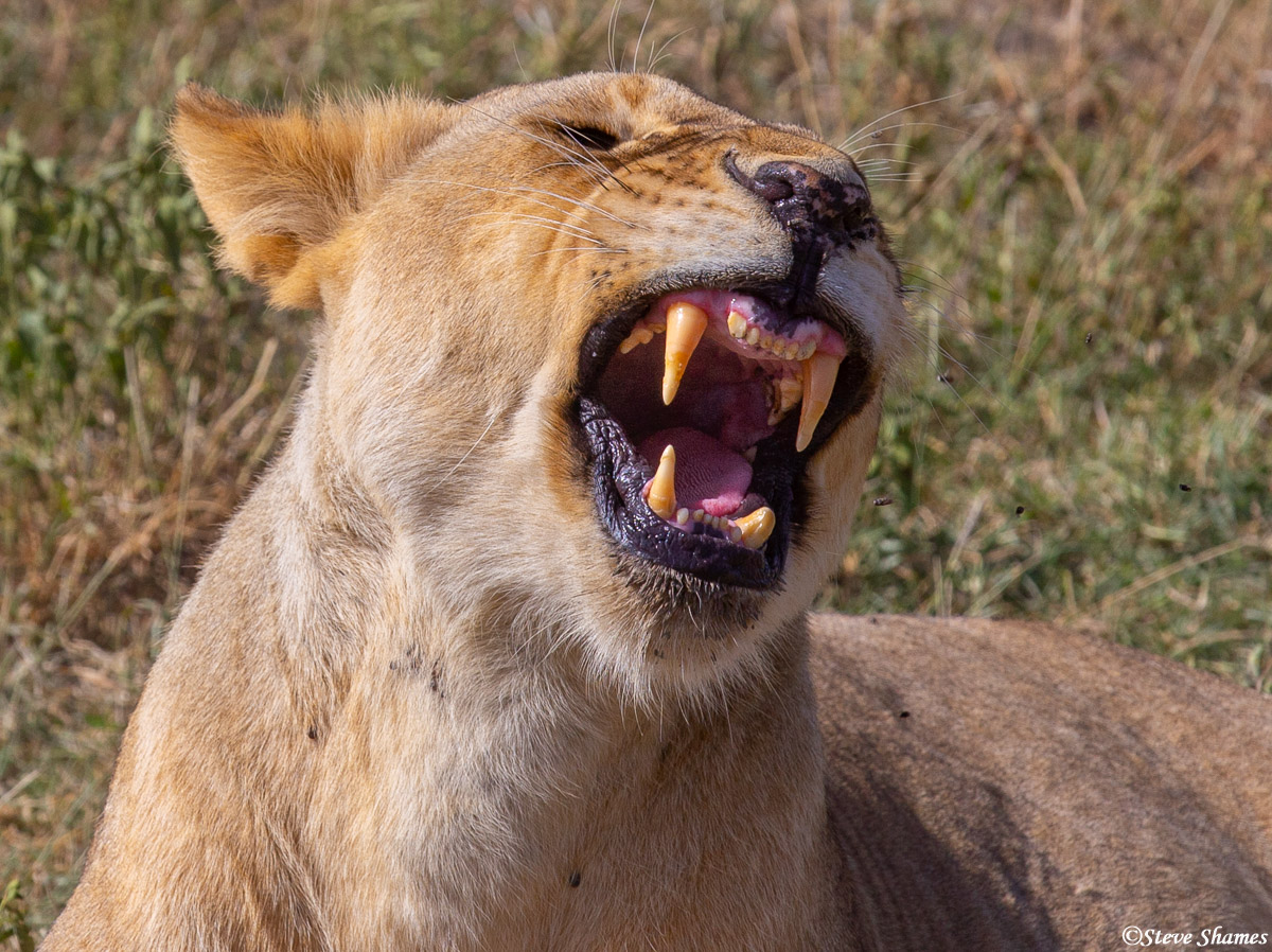 This lioness is showing off her teeth.