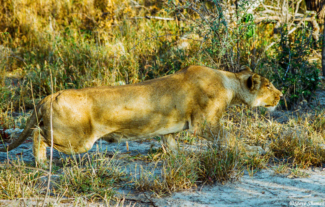 We noticed a lone male Kudu in the thick bush not far away, so did this lioness. She is sneaking up on him.