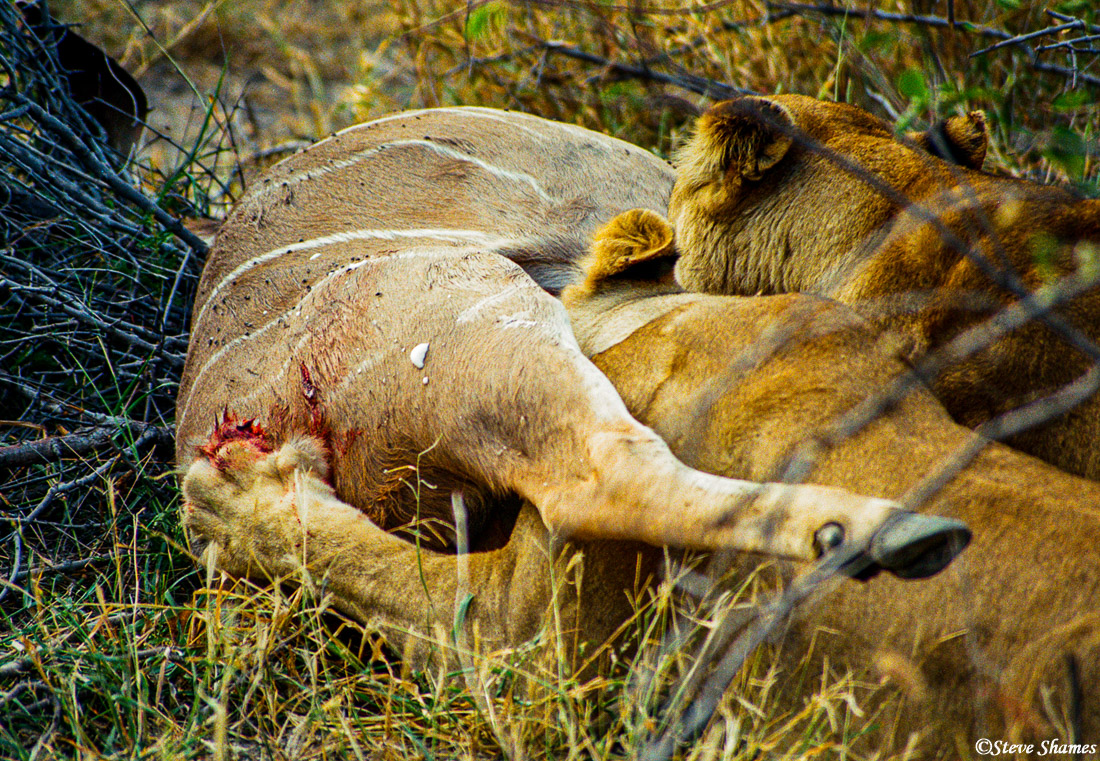 Hungry lions will usually scramble for the liver first, and a lot of growling takes place.