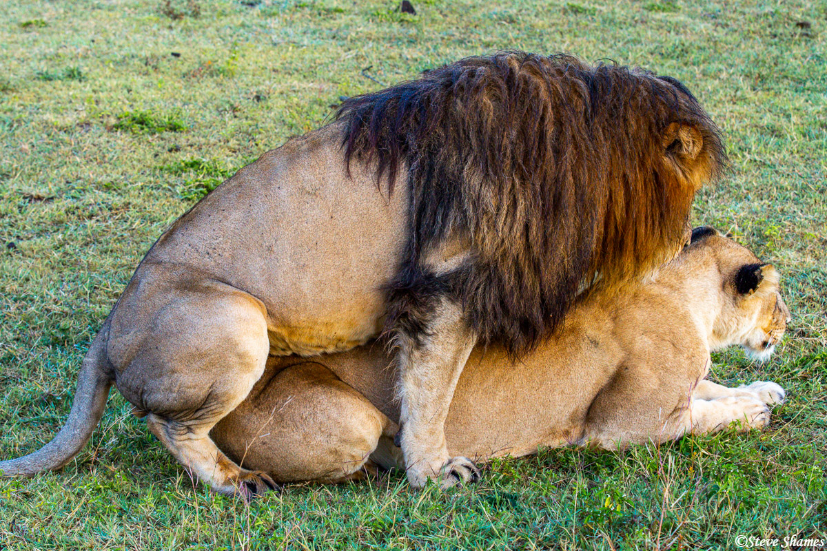 And this is what male lions will fight and die for -- the right to control and mate with a pride of females. They are only in...