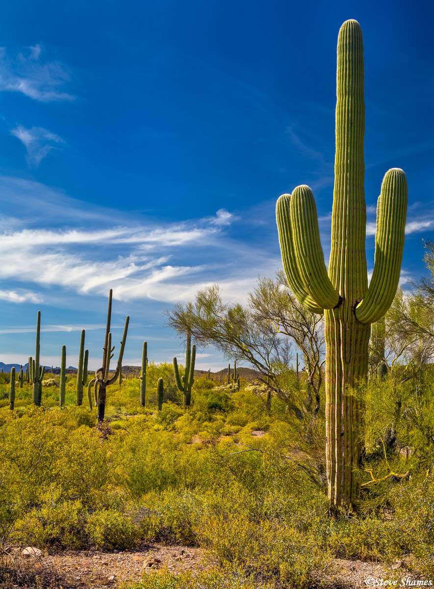 A lone tall cactus out in the Arizona sun.