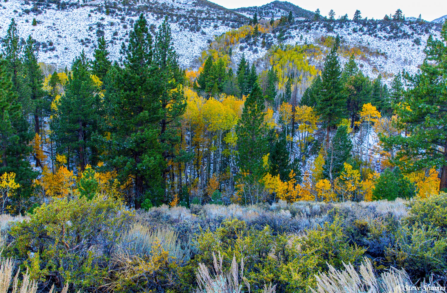 Fall colors along Lundy Lake Road, in the mellow light just before sunset. This is just north of Mono Lake.