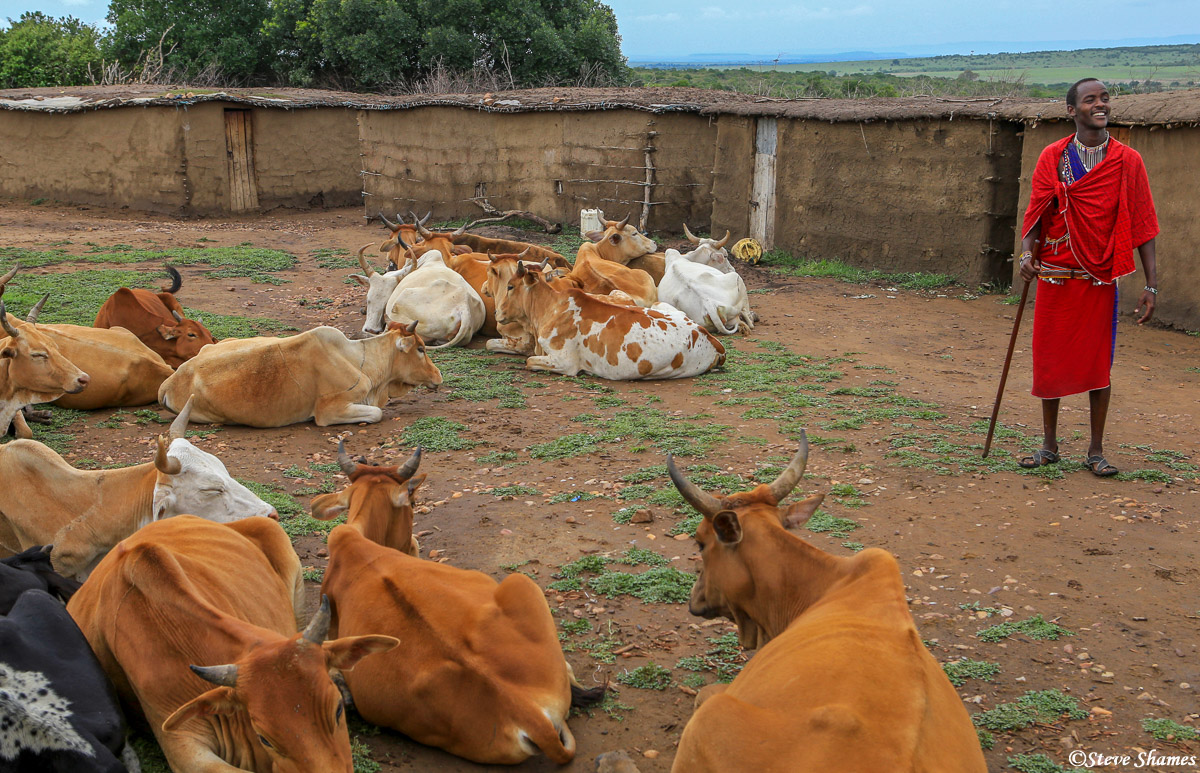 This man explained that the cows are their currency. Instead of going to an ATM machine if they need money, they sell a cow....