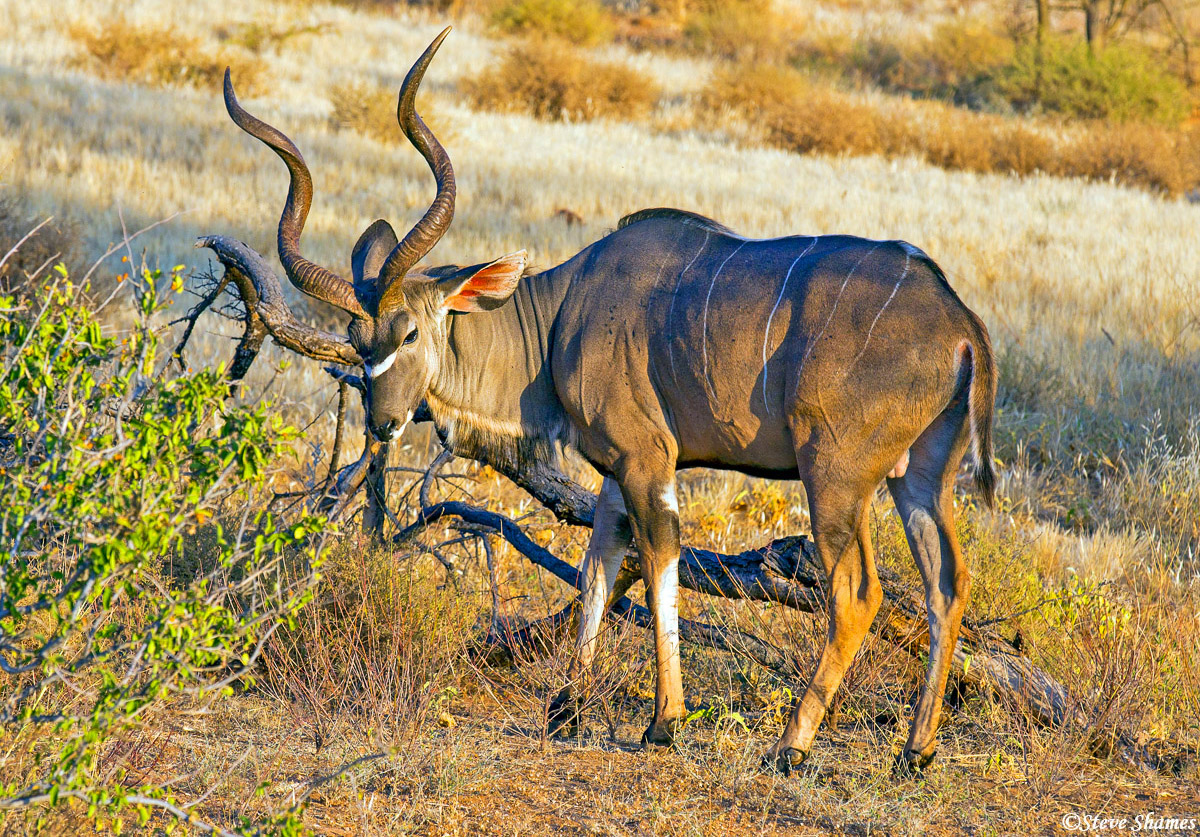 This is what the lioness saw, a kudu. This is not the kudu she saw - I took this picture 23 years later in Kenya. The kudu she...