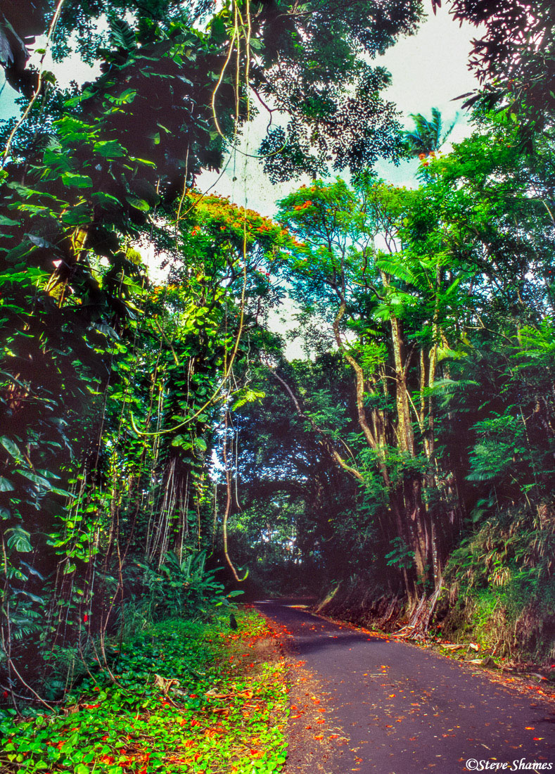 Trees are full of hanging vines on the jungle side of Hawaii. This was on a small section of the old Mamalahoa Highway north...