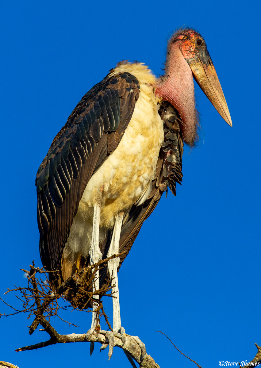 If you are a small snake or a lizard, this Marabou stork is your worse nightmare. Not the most handsome bird though.