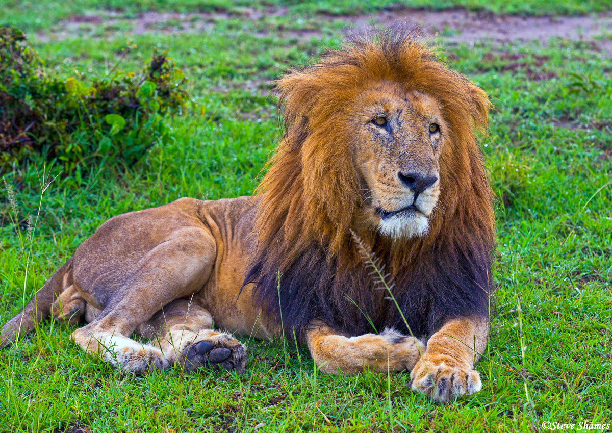 A big male lion relaxing at the Mara.