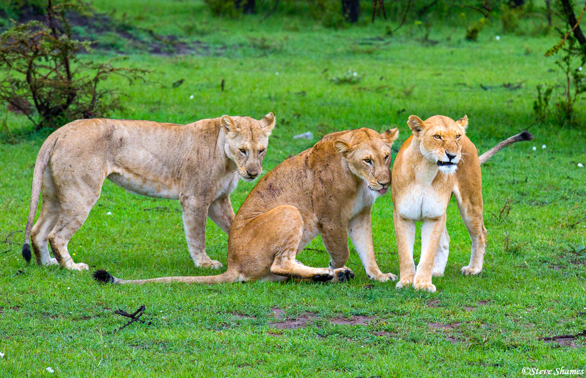 This group of females was just a few yards from the two male lions we saw, so they must have been a pride.