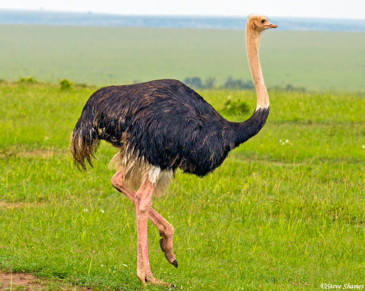 An Ostrich strutting around Masai Mara.