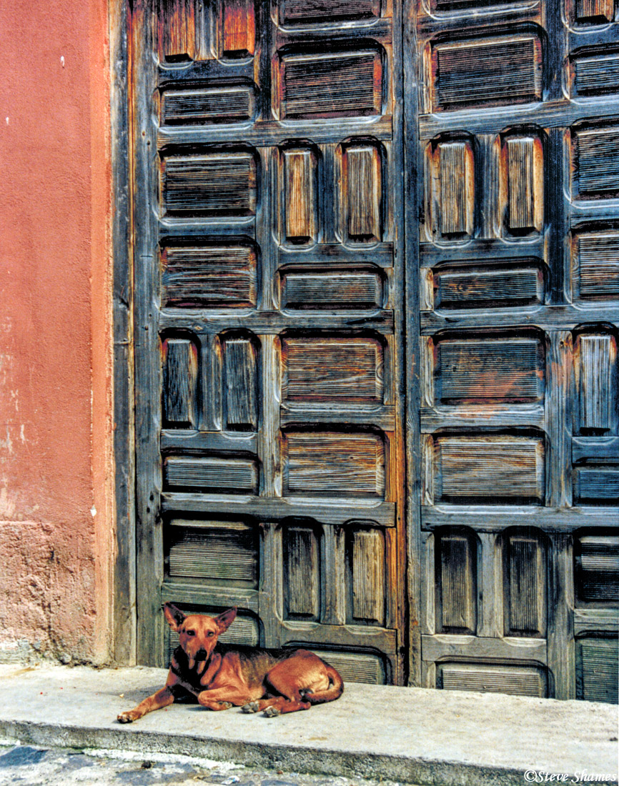 A content looking dog in front of a charming door.