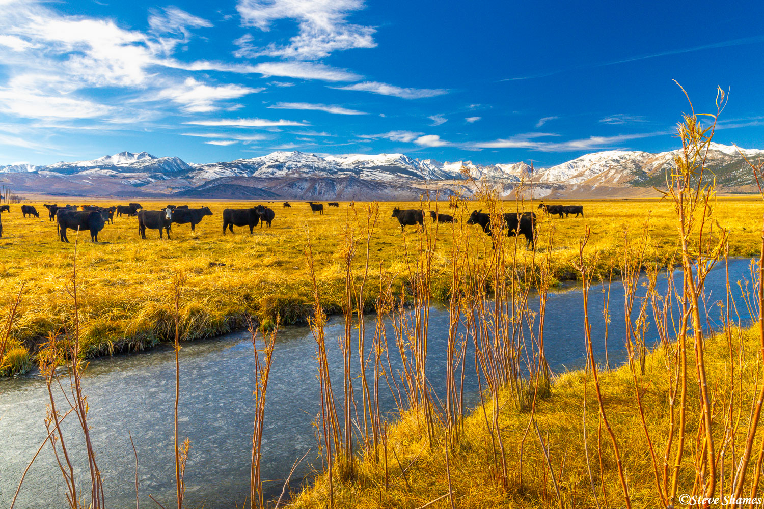 Just outside of Bridgeport in Mono County. Cows and snow covered mountains make a great combination!