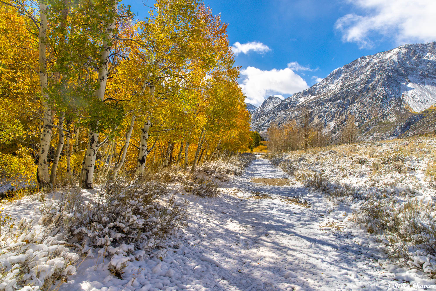June Lake Loop in Mono County is ground zero for fall colors in California.