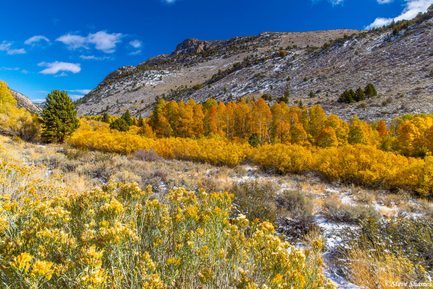 Mono County is one of the best areas in California for fall colors.