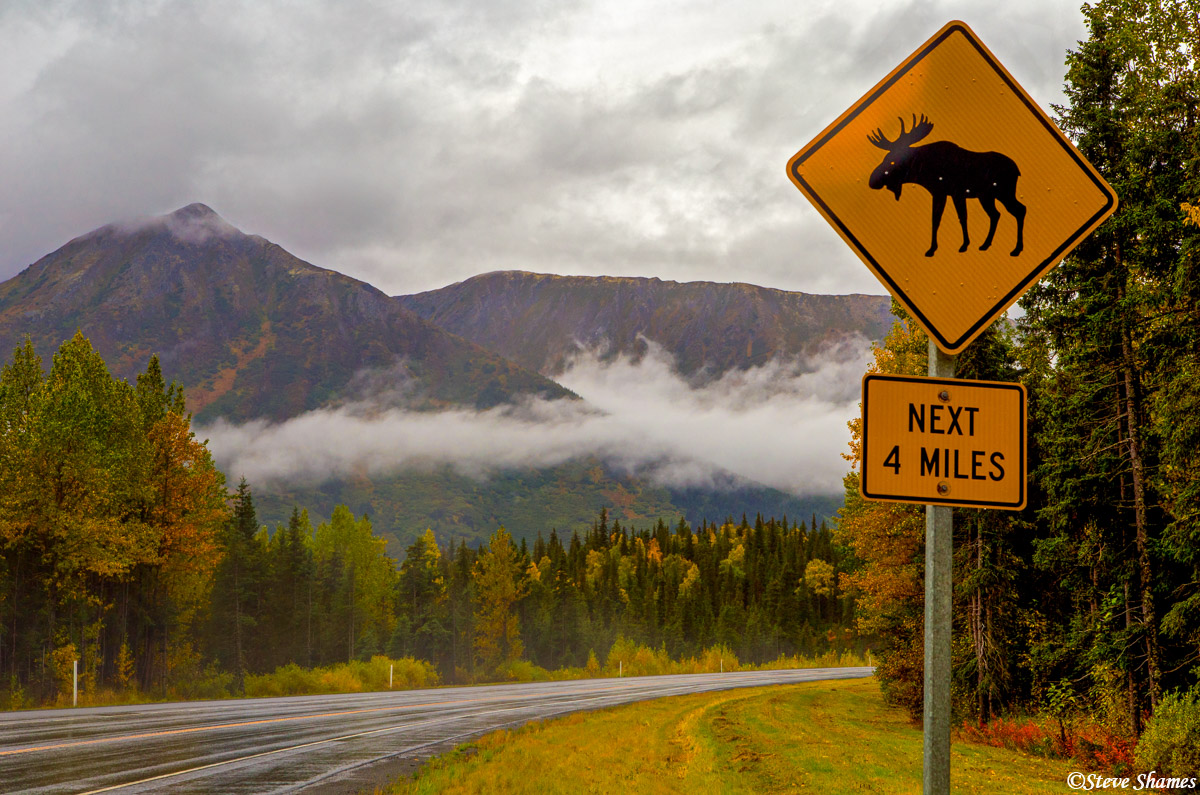 You really know you are in Alaska when you see a moose crossing sign.