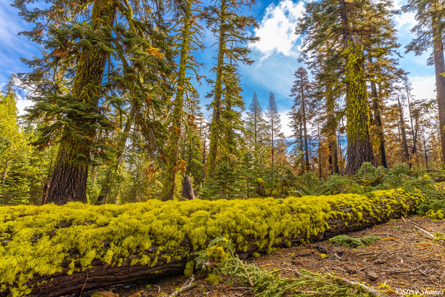 This fallen log is so mossy, it almost looks like it has a fur coat!