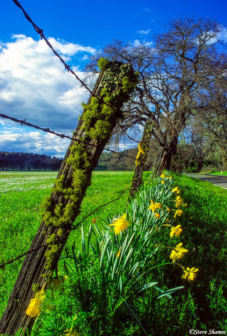 This mossy fence post has to be my favorite fence post.