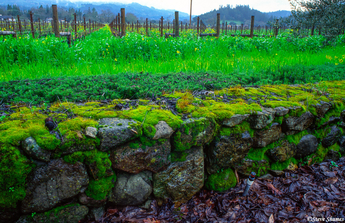 Moss covered rocks during the rainy season.