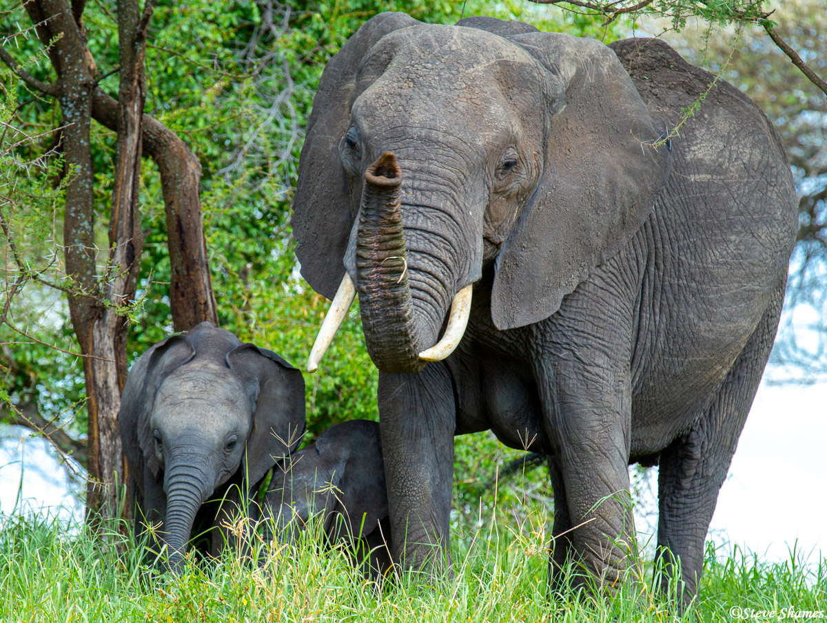 A mother elephant smelling around.