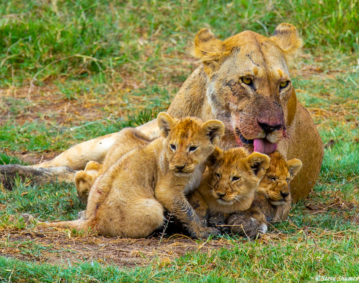 One of the most&nbsp;tender moments on safari was watching this lion mother licking her cubs clean.