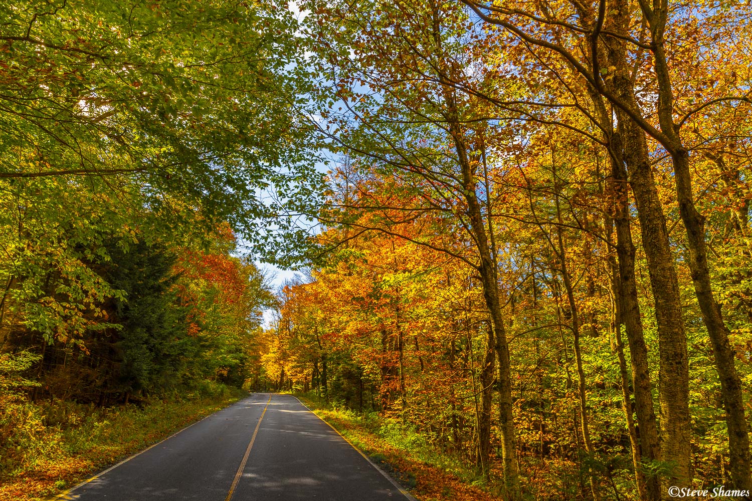 Colorful tree lined road in Massachusetts. This is the road to Mt. Greylock.