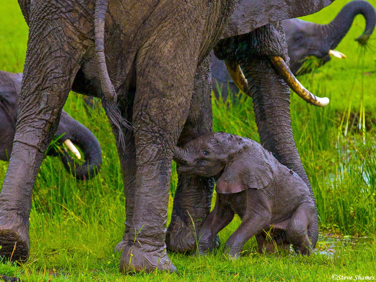 Through the mud and the rain, this baby elephant is looking for some mothers milk.