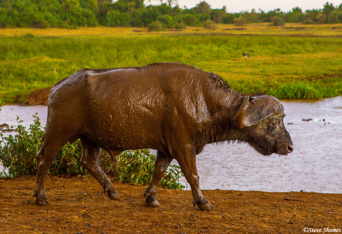 This is one muddy buffalo. He has quite a nice coat of mud.