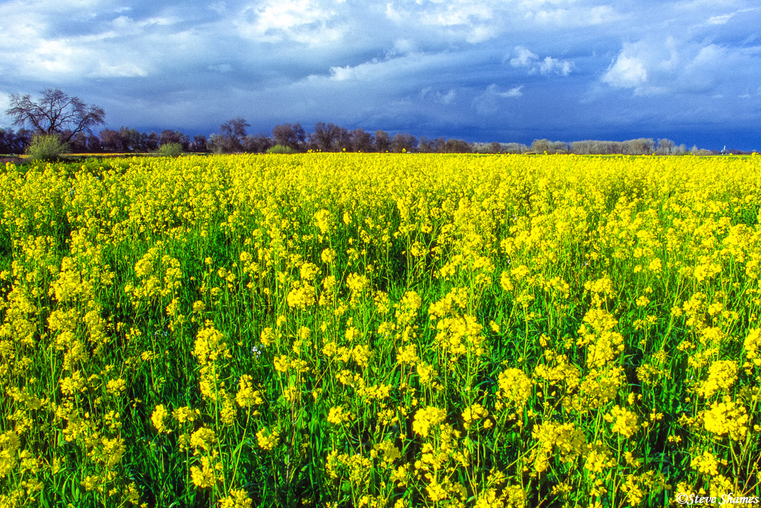 The empty fields turn into oceans of wild mustard in the springtime.