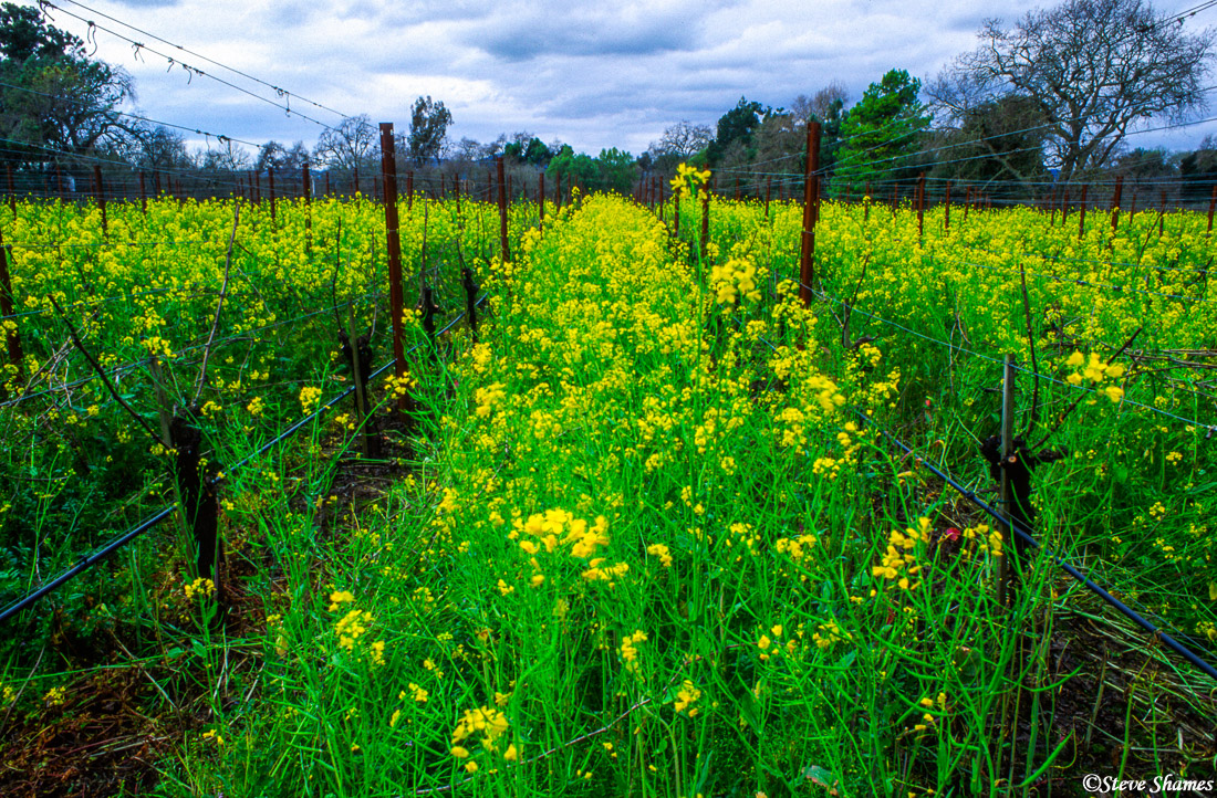Wild mustard takes over a vineyard.