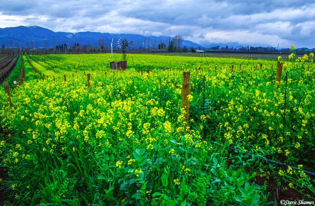 The wild mustard is in bloom for only a few weeks in early spring, but only if there is normal or above average rainfall in January...