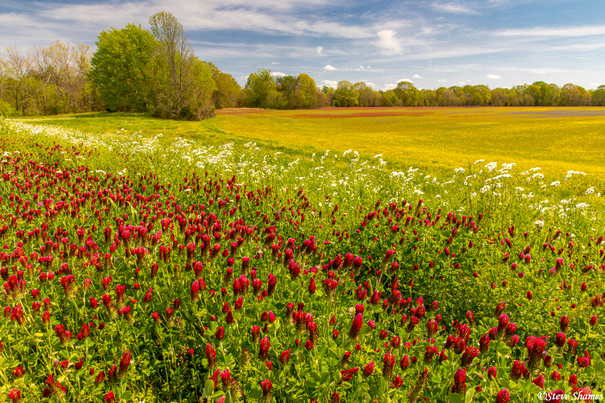 A delightfully colorful scene along the Natchez Trace Parkway in Mississippi. I like the layers of red, white, and yellow flowers...