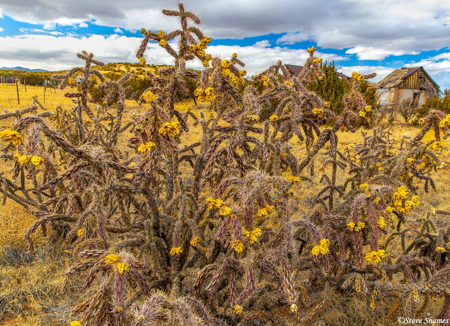 Some prickly cactus in rural Torrance County, New Mexico