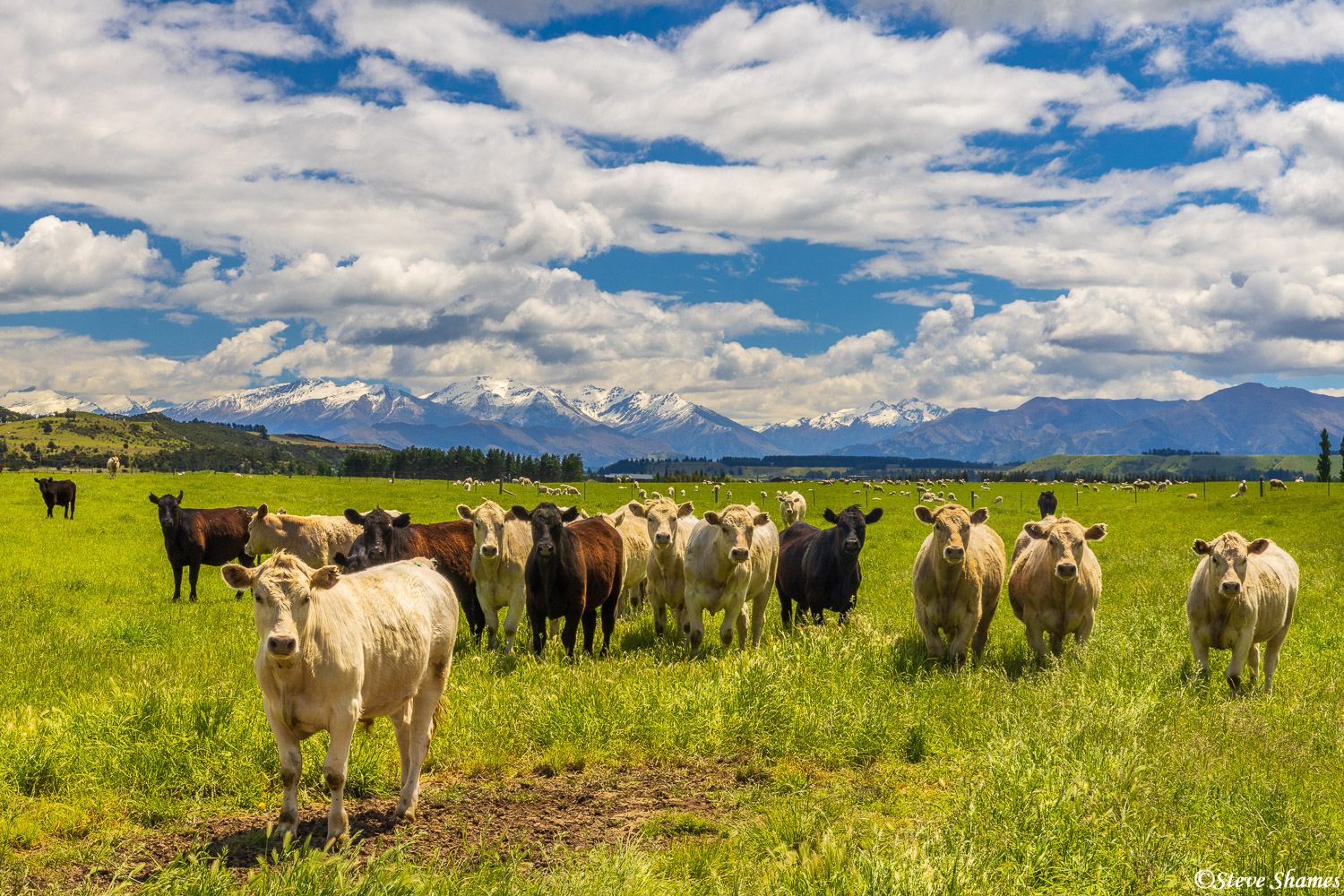 I caught the attention of the cows, stopping to take pictures of them with the mountains in the back. This was on the road that...