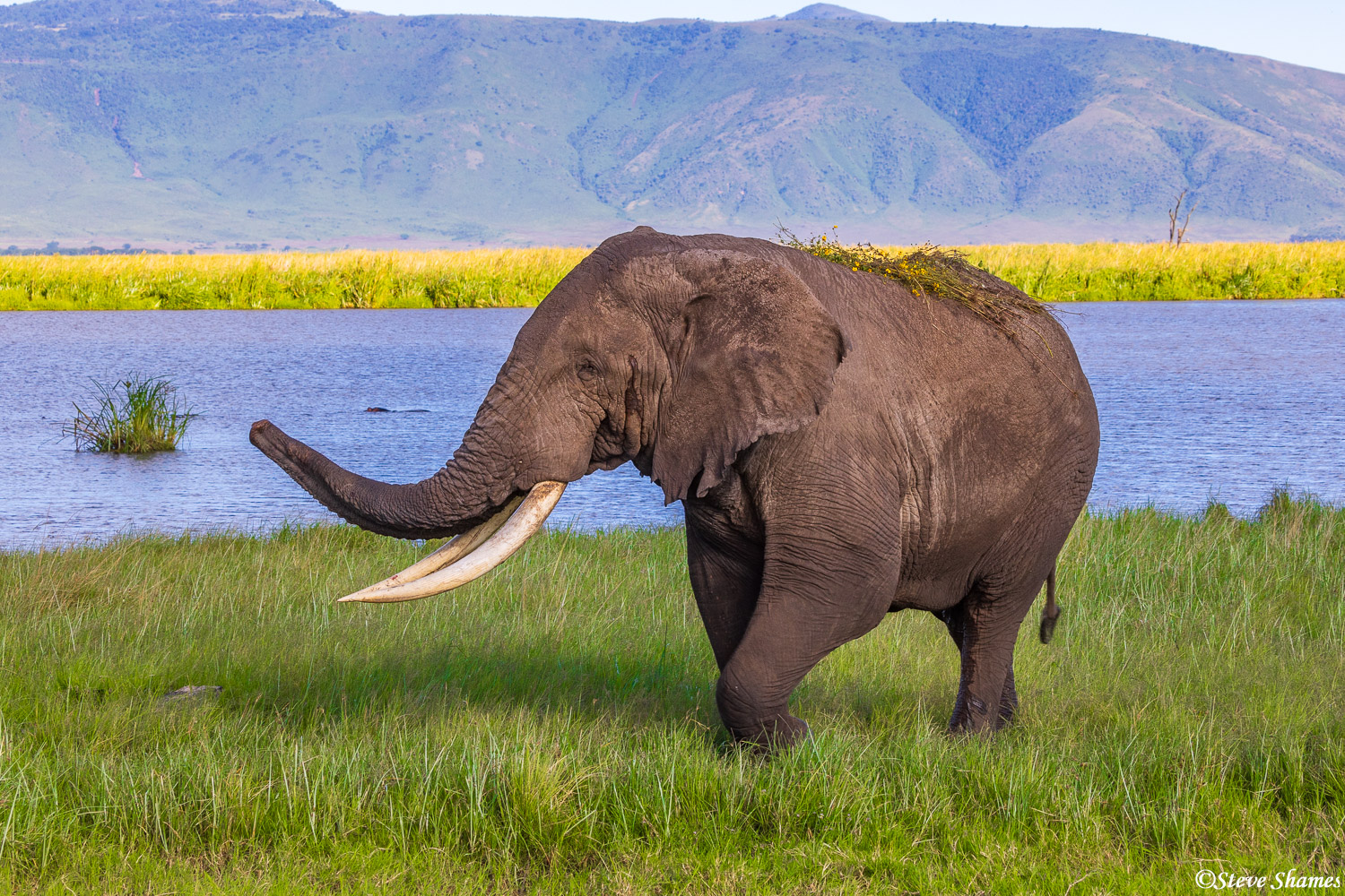 These are some good looking tusks on this elephant. This guy put some grass and flowers on his back.