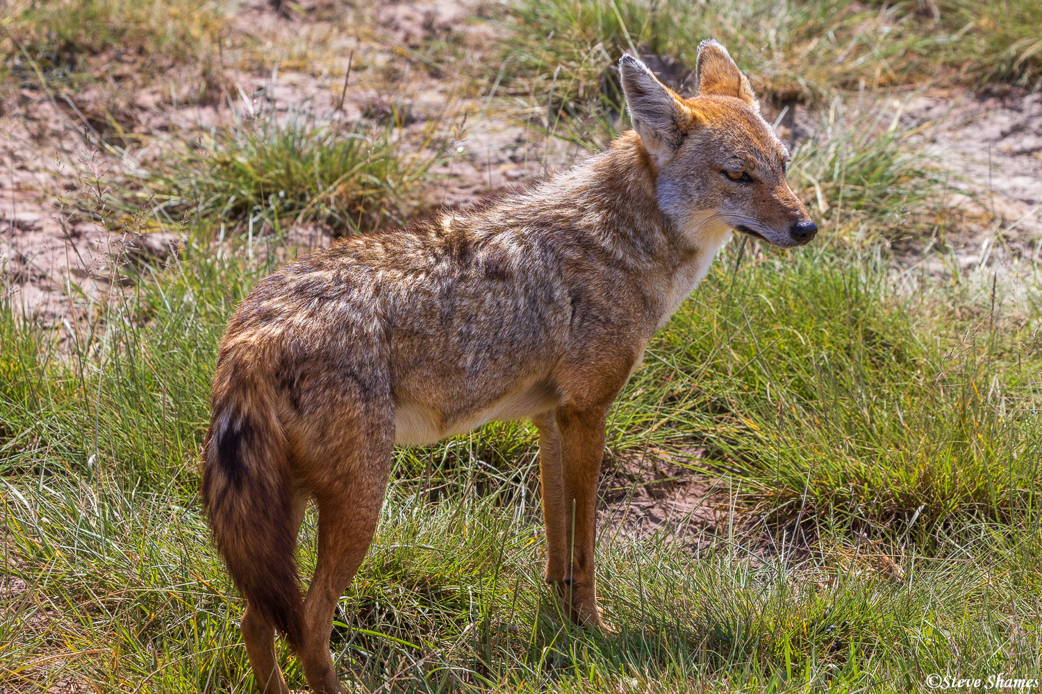 Here is a golden jackal. Much less common than the black backed jackal, who are all over the place.