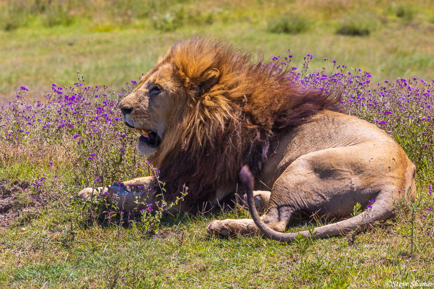 A big male lion sitting amongst the purple flowers.