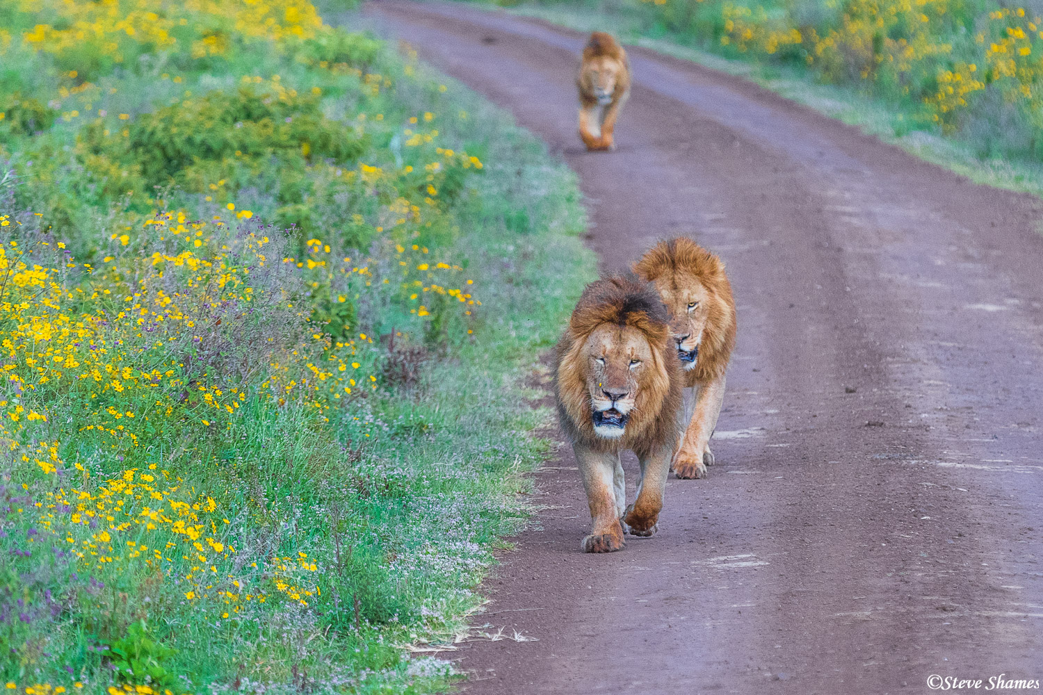 Three lion brothers walking down the road. These are nomads, but sooner or later they should take over a pride.