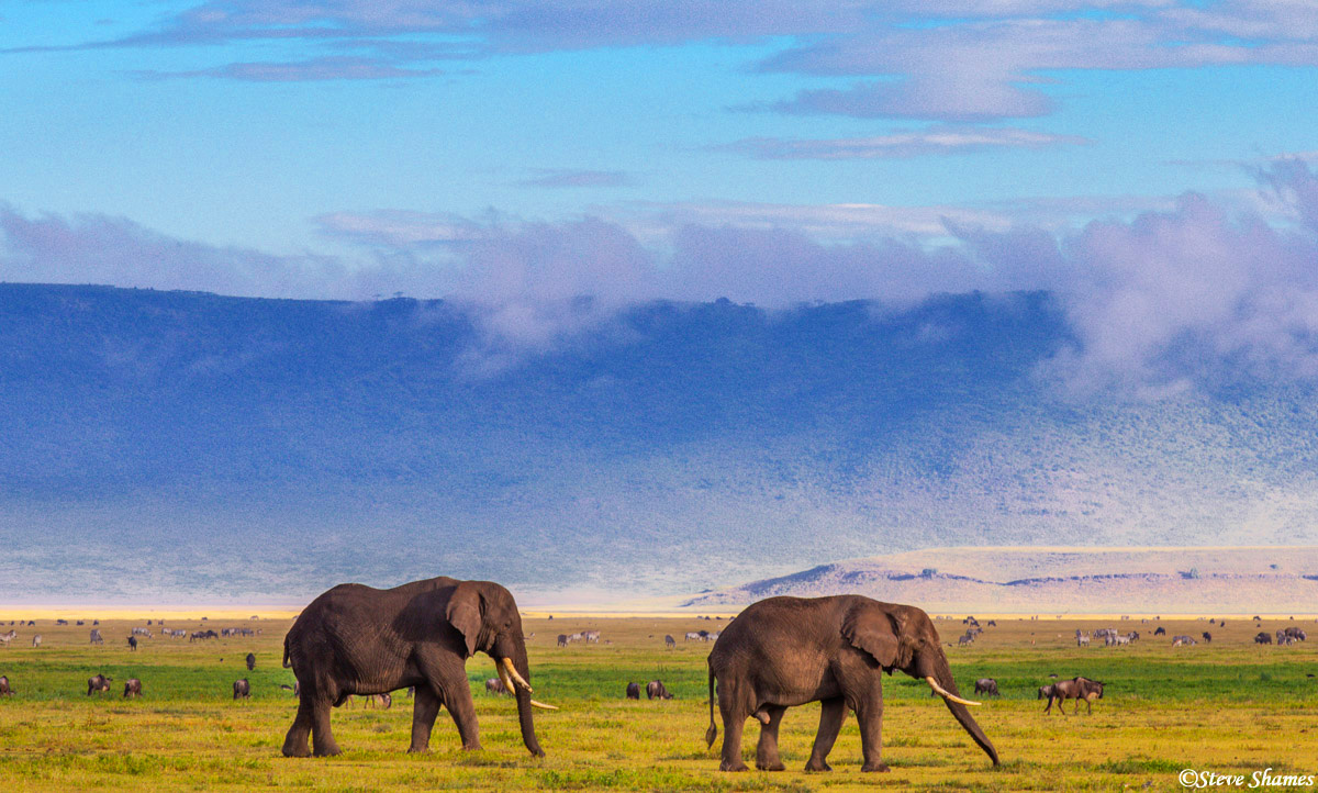 A couple of elephants roaming around in the crater.