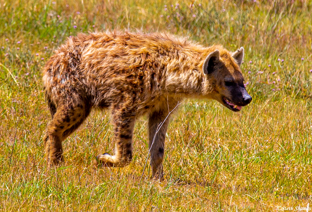 Hyena walking around the Ngorongoro Crater.
