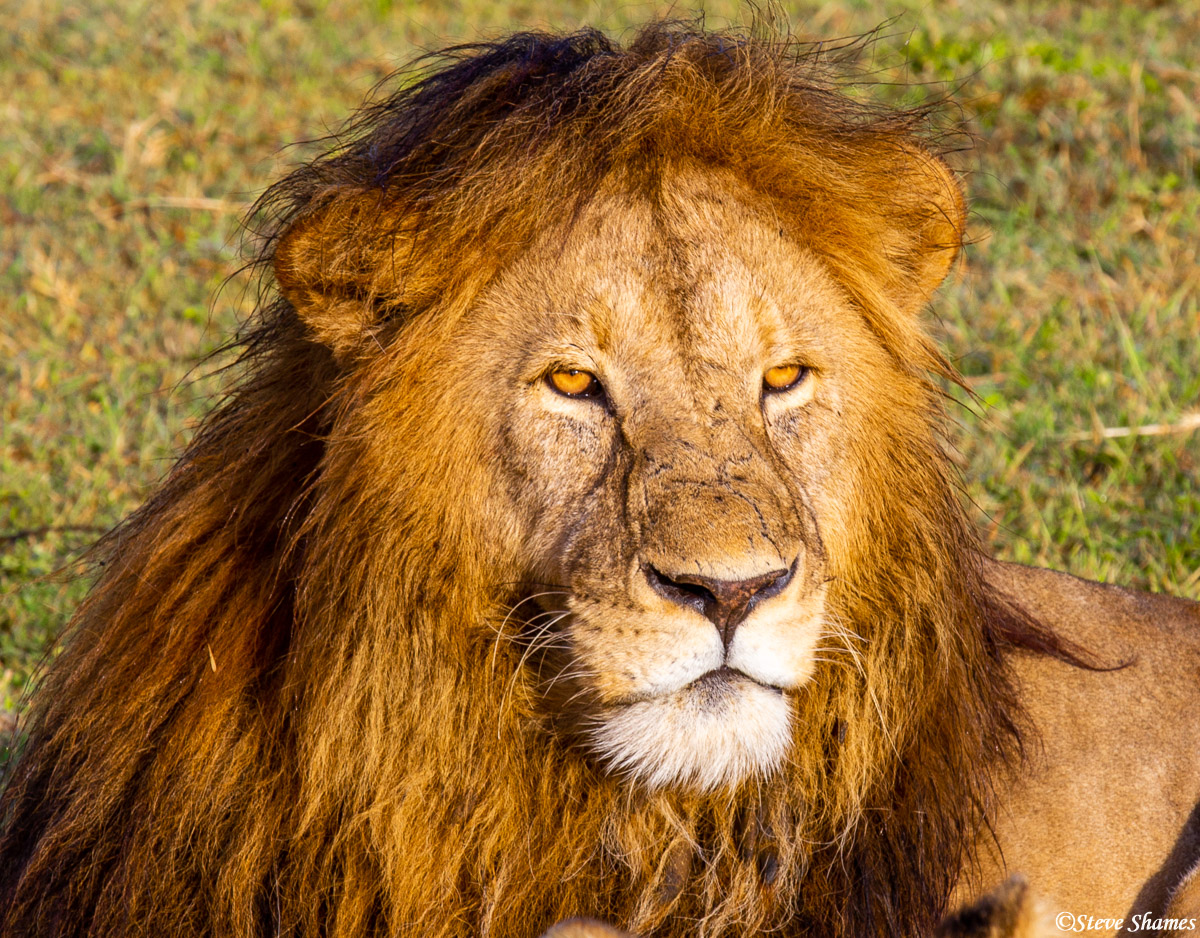 A regal looking lion in the early morning sun.