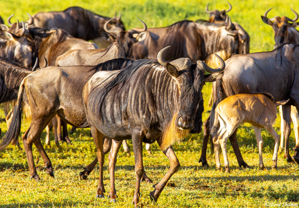 There are lots of wildebeest in the Ngorongoro Crater that live there year round. There is no need to migrate out of the crater...