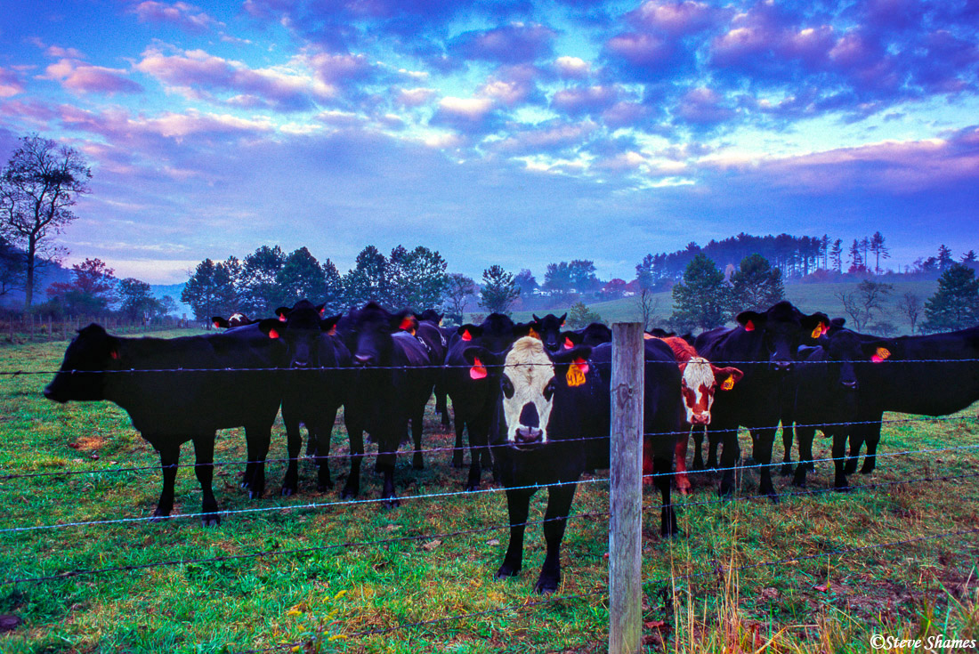 I took a walk around Laurel Springs, and noticed these cows galloping down the hill and rushing over to me. Apparently this must...