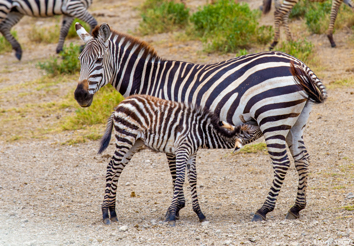 A shaggy haired zebra colt nursing.